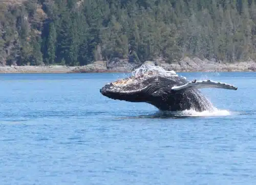 Faune marine Haute-Gaspésie