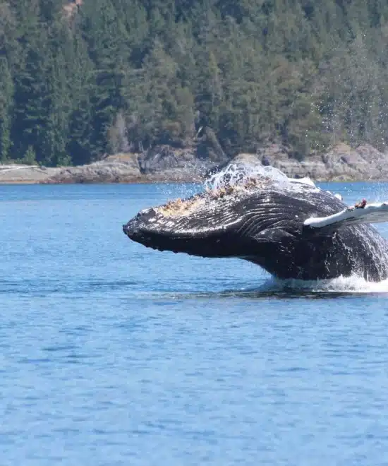 Faune marine Haute-Gaspésie