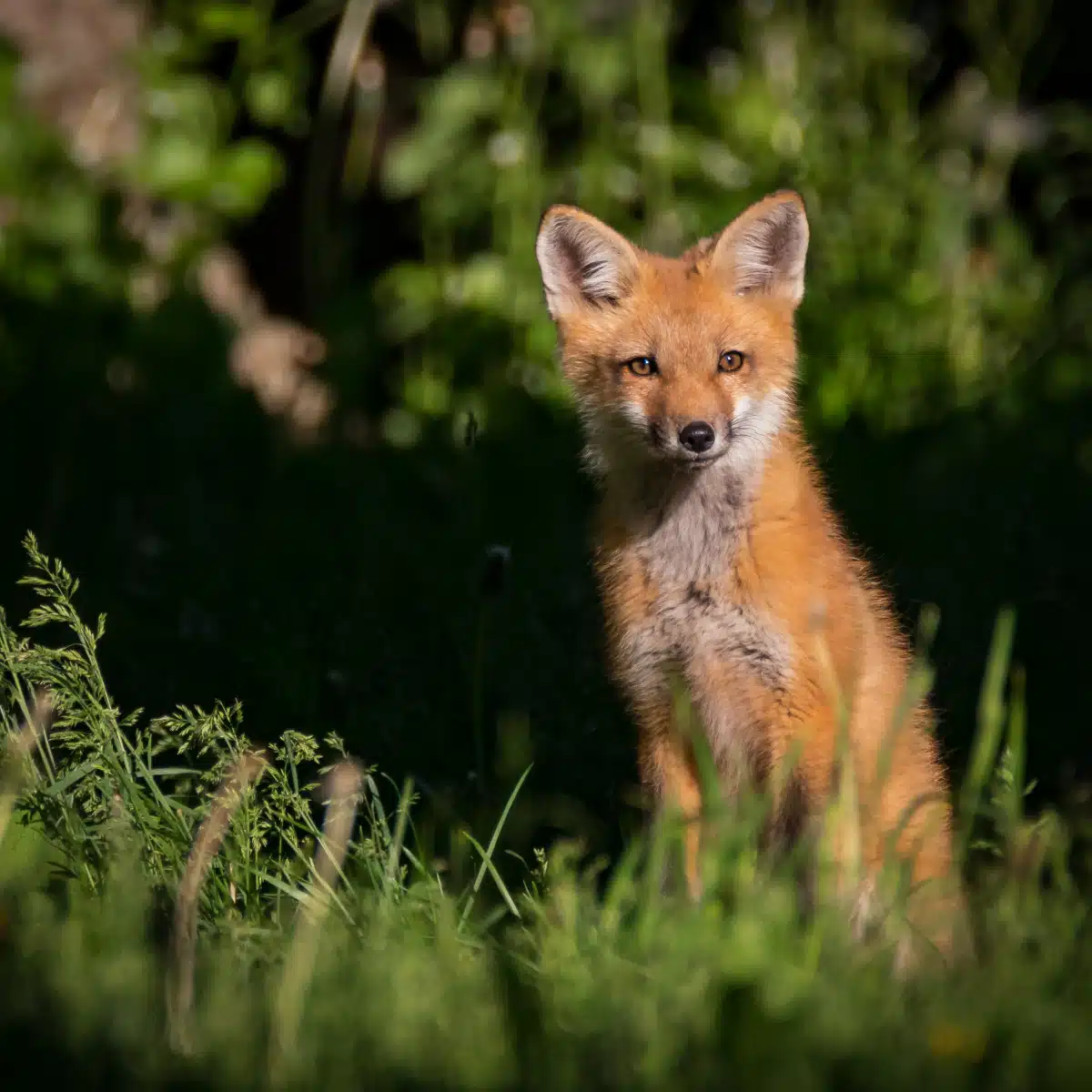 Faune